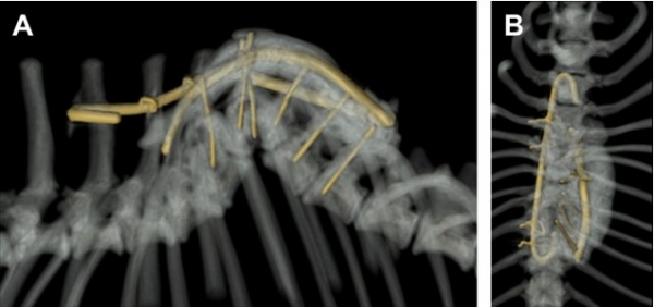 반척추증 수술적 치료 (사진 출처 : Dewey CW, Davies E, Bouma JL. Kyphosis and kyphoscoliosis associated with congenital malformations of the thoracic vertebral bodies in dogs. Vet Clin North Am Small Anim Pract. 2016;46:295–306)