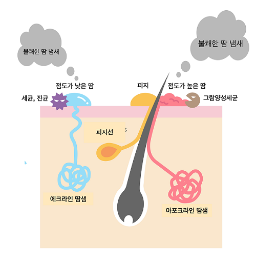 Sweat glands are classified mainly as eccrine and apocrine glands. And bromhidrosis is caused by apocrine sweat glands that emit a solid foul odor (illustration = Director Kim Hyun-jo).