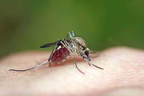 우리나라 기후가 점차 따뜻해지면서 말라리아, 뎅기열 등 감염병을 유발하는 모기가 서식하기 좋은 환경으로 변하고 있다(사진=클립아트코리아).