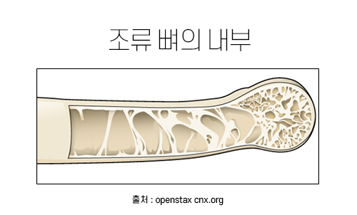 조류 뼈의 내부