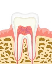 치아내부 구조(사진=클립아트코리아)