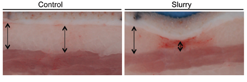 注射ice slurry一次后8周后的猪皮肤（来源=整形重建外科（Plast Reconstr Surg）2020 Apr;145（4）:725e-733e）。