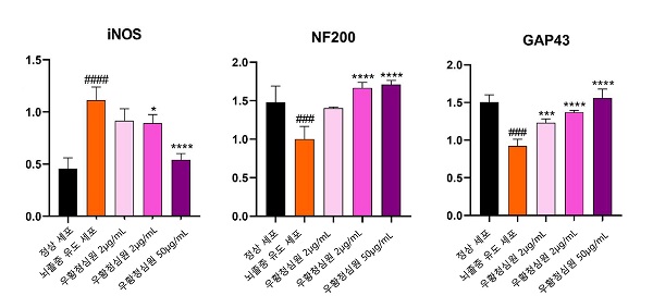 우황청심원은 iNOS의 발현량을 낮춰 신경세포의 산화스트레스를 억제하고 NF200, GAP-43 등 신경재생인자의 활성을 촉진해 뇌졸중 예방에 기여하는 것으로 분석됐다.